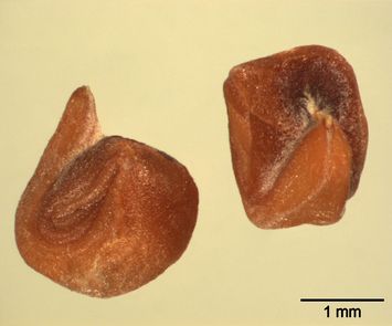 Vorschaubild Flügel-Zackenschötchen